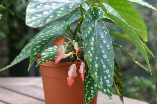 B. ‘Diamond Rubra ’